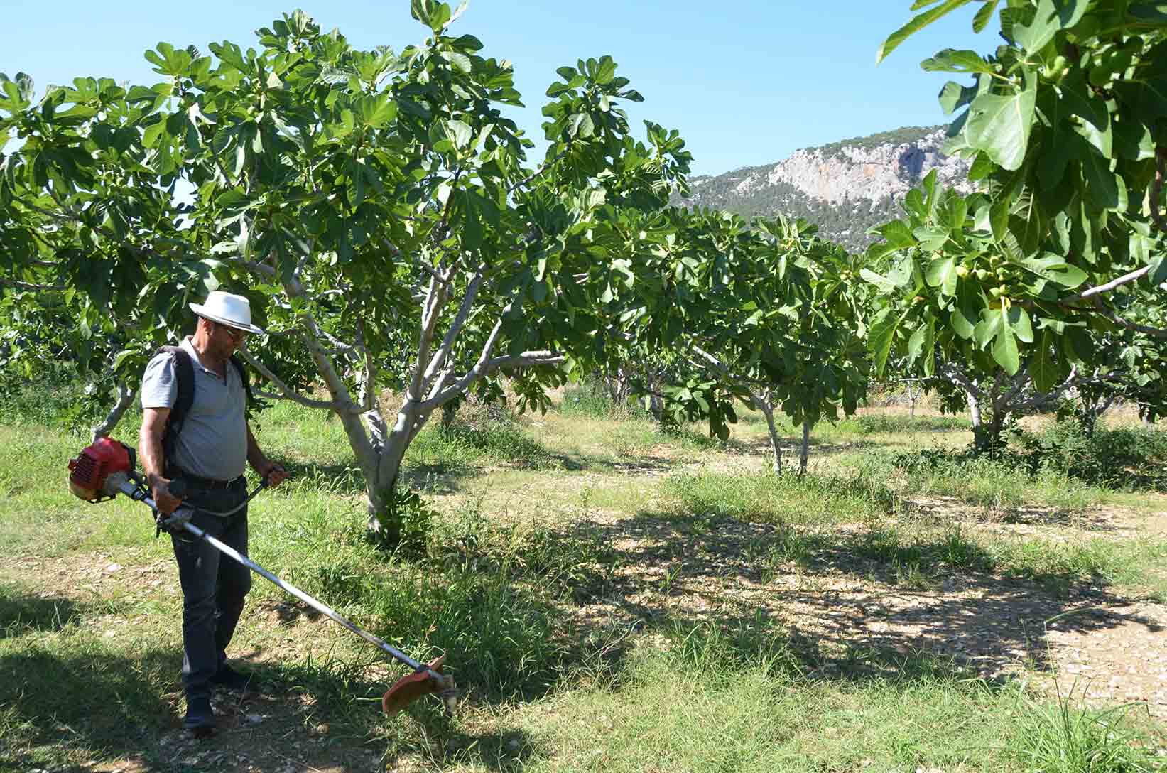 800 rakımlı mahallede yaş incir rekoltesi üreticinin yüzünü güldürecek