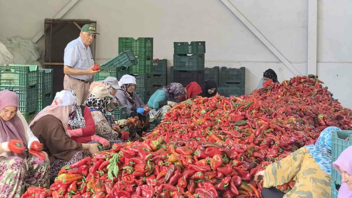 İnegöl'ün Kulaca Tarımsal Kalkınma