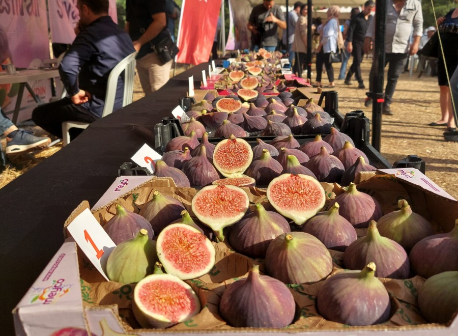 Osmangazi Belediyesi’nden Siyah İncir Festivali Coşkusu