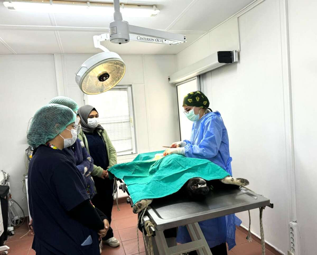 Osmangazi’de can dostlar için seferberlik