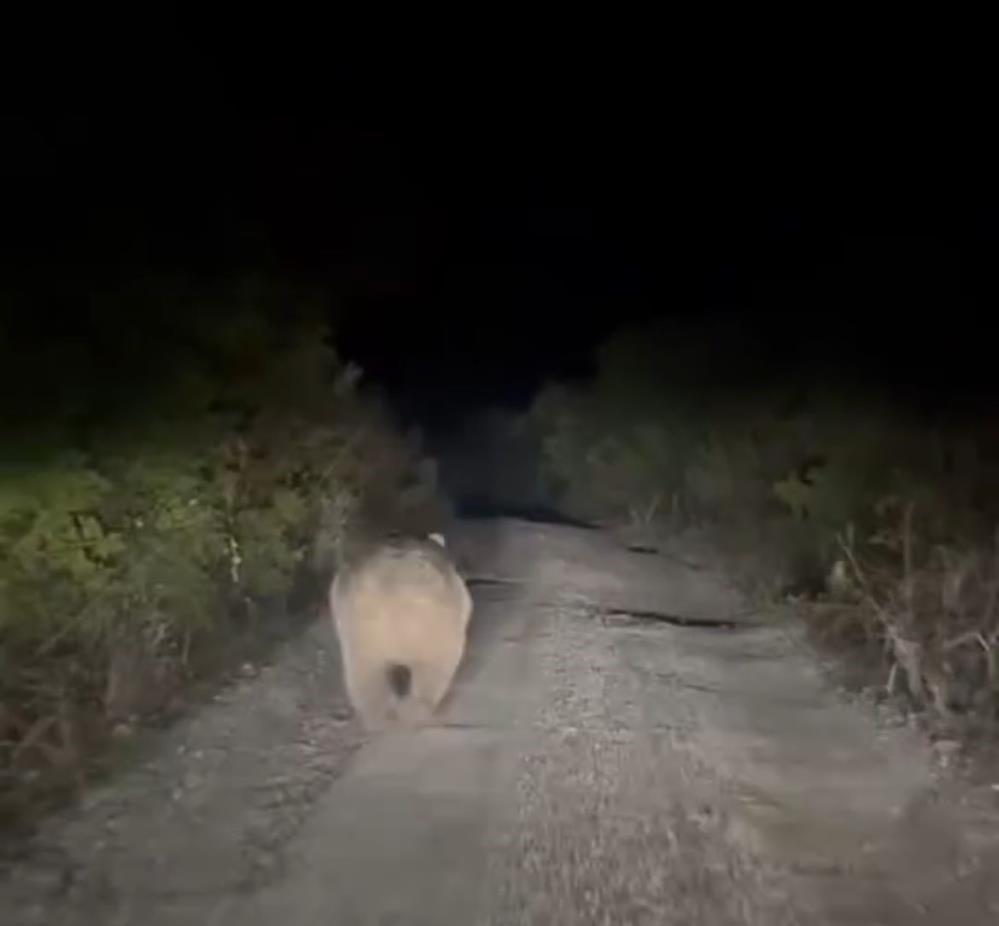 Bursa’da yolu kaybeden ayı ne yapacağını şaşırdı