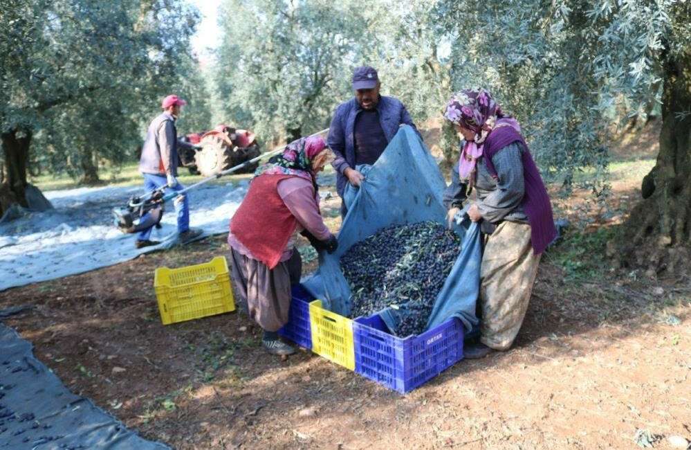 Türkiye'nin zeytinyağı ihracatı, 1