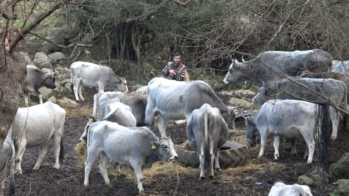 Bursa’da 750 yıllık safkan yerli hayvanları kurşuna dizdiler