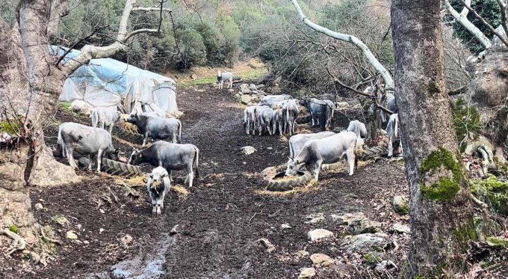 Bursa'da 750 yıldır safkan