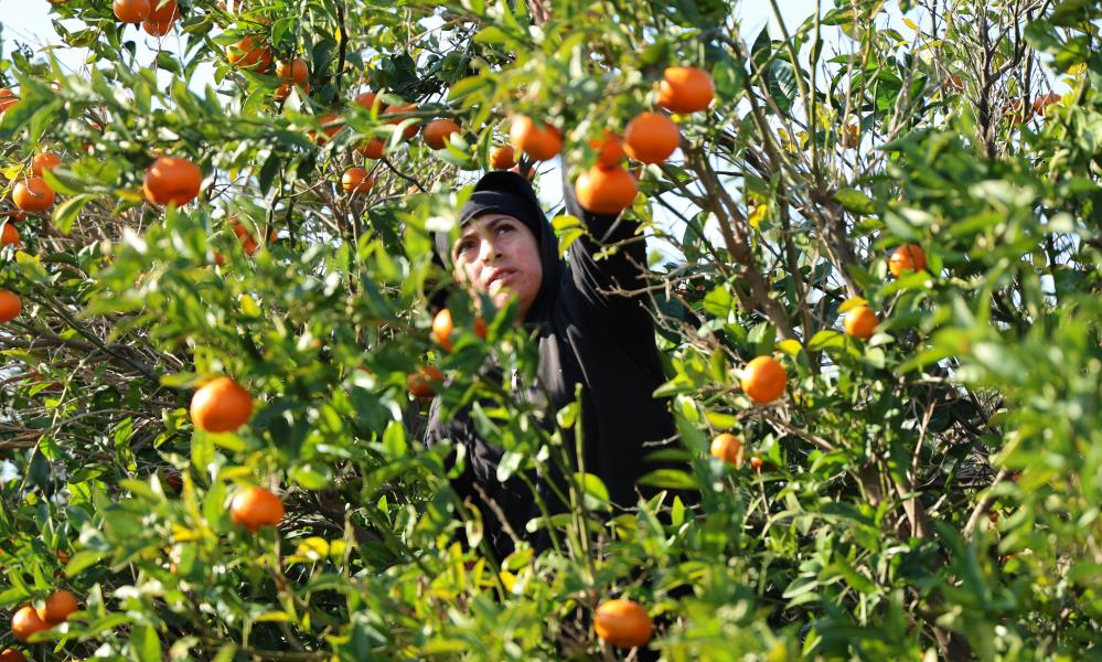 Mandalina, yüzde 327 artışla