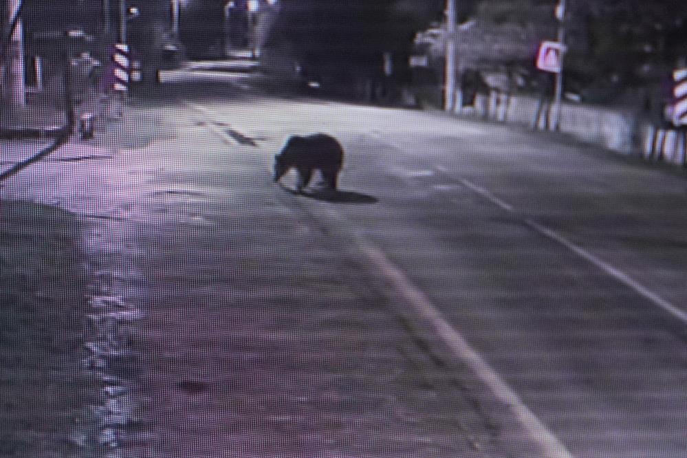 Bursa’da kaçan bozayı, 30 saattir aranıyor