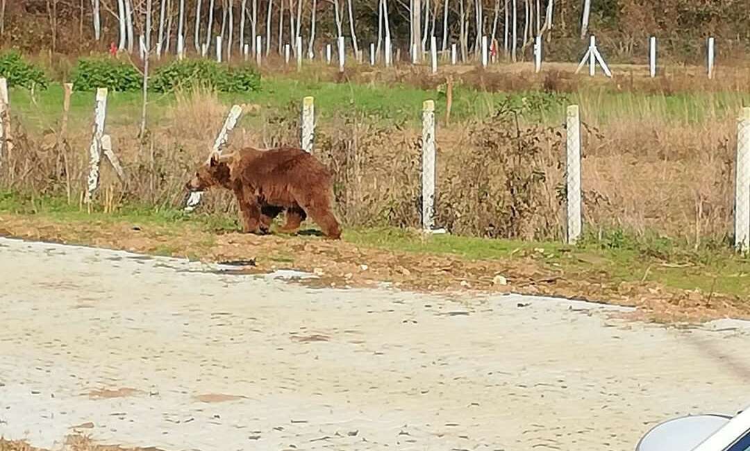 Bursa'nın Karacabey ilçesindeki barınaktan