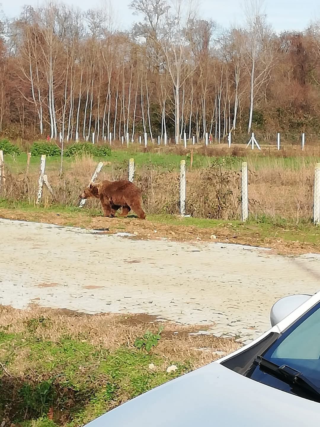 Kaçak ayı 9 gün sonra yakalandı