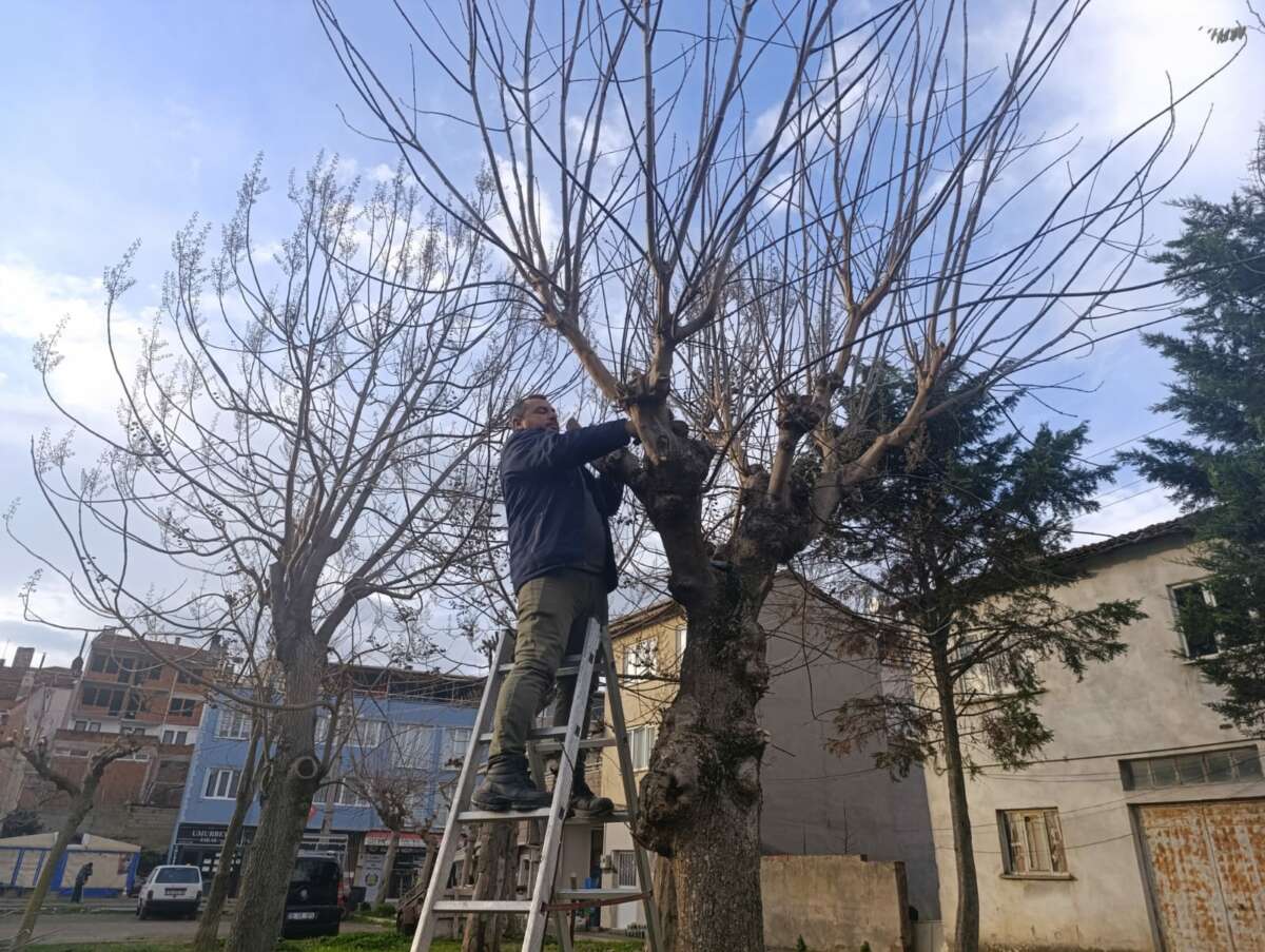 Gemlik’te park ve yeşil alanlarda budama çalışmaları sürüyor 