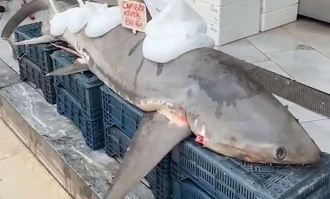 Adana'nın Yumurtalık ilçesinde Akdeniz