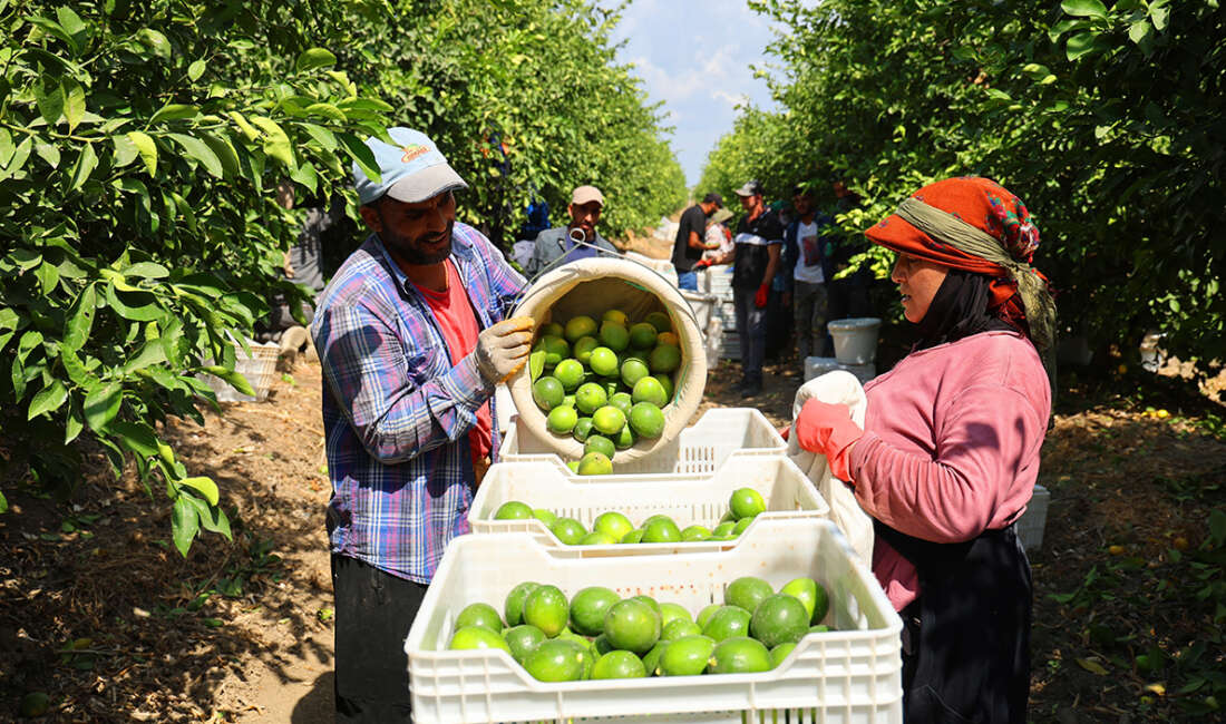 Ticaret Bakanlığı'nın limon ihracatını