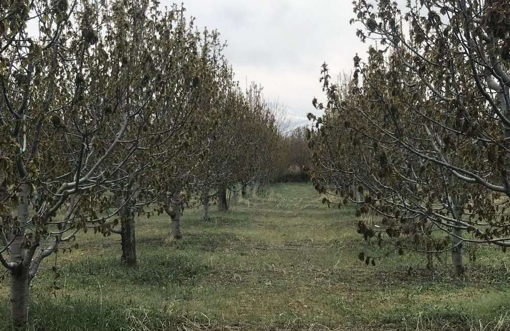 Zirai don nedeniyle Bursa'nın bazı