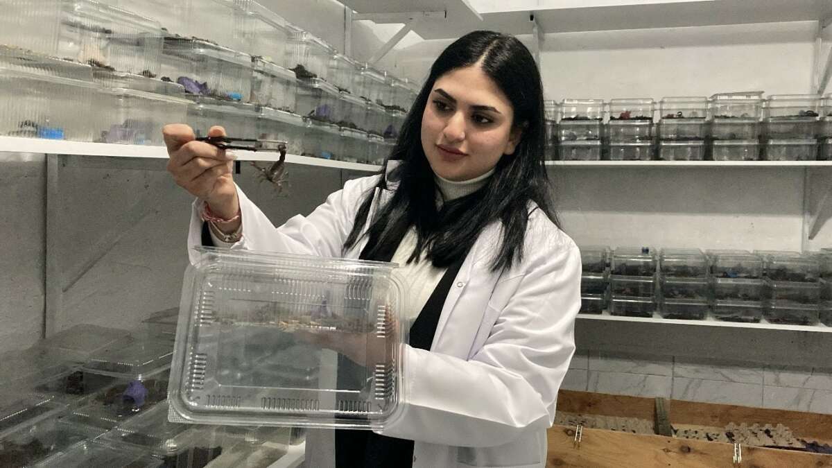 Kadın girişimci 3 bin adet mavi akrep yetiştiriyor