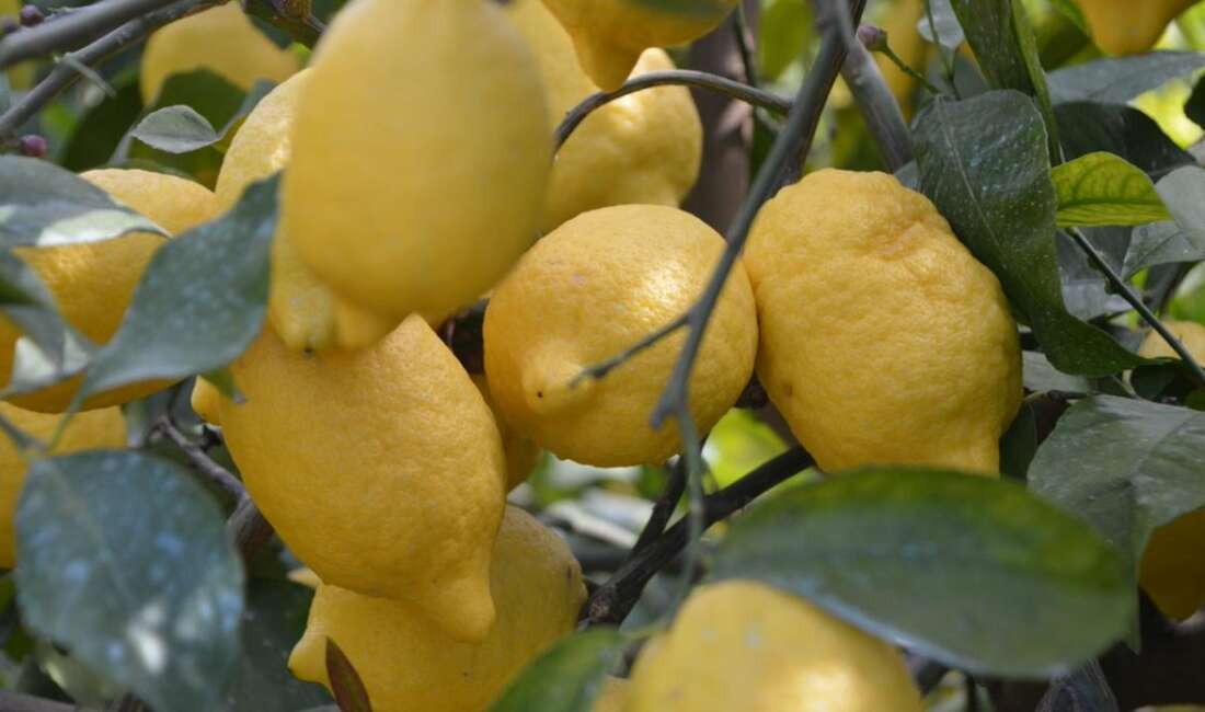 Ticaret Bakanlığı, limon ihracatının